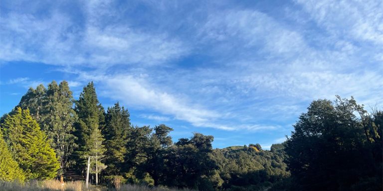 Oxford Forest Conservation Area named New Zealand’s 2nd International Dark Sky Park